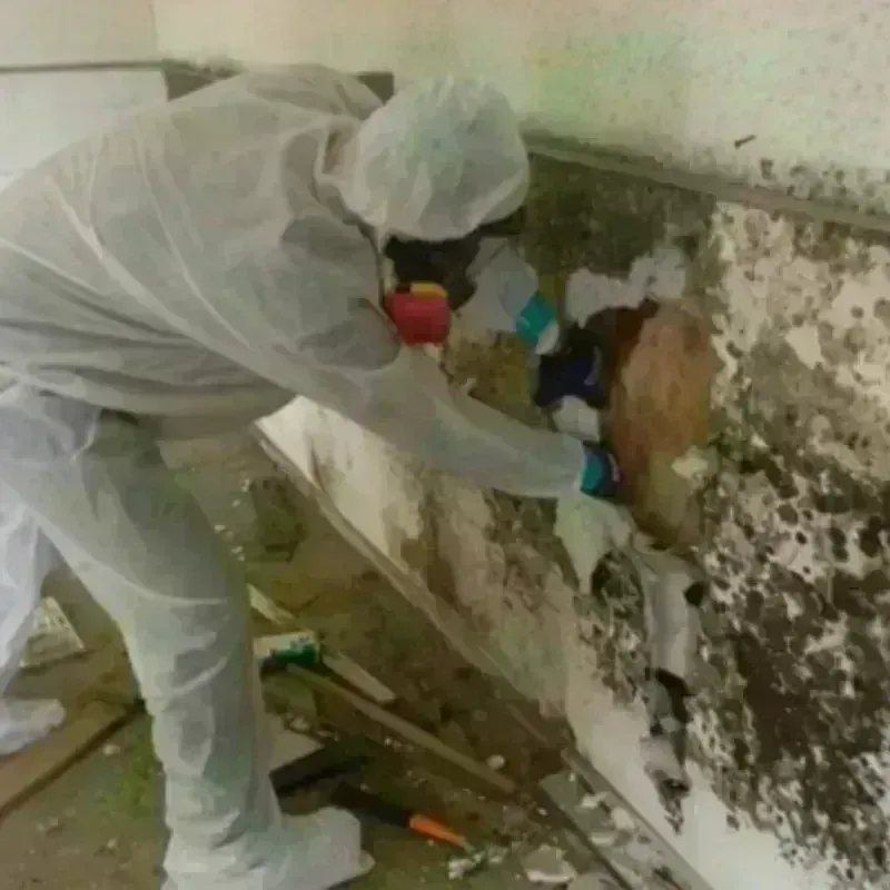 Best Mold Remediation and Removal Service in Mount Holly, NJ